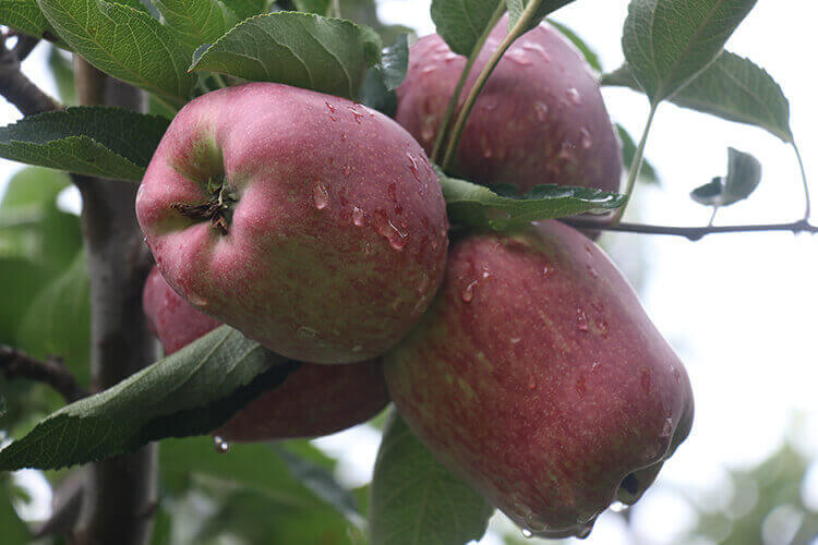Gallery - Promalin® Helps Shape Success for Apple Growers.
